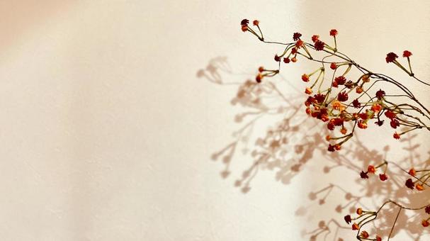 ドライフラワー、コピースペース ドライフラワー、コピースペース ドライフラワー,フラワー,モノトーンの写真素材