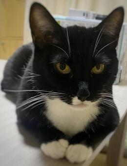 黒猫_アップ画像 黒猫_アップ画像の写真