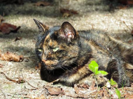 何かをジッと見つめるサビ色の猫の顔 何かをジッと見つめるサビ色の猫の顔 猫,動物,哺乳類の写真素材