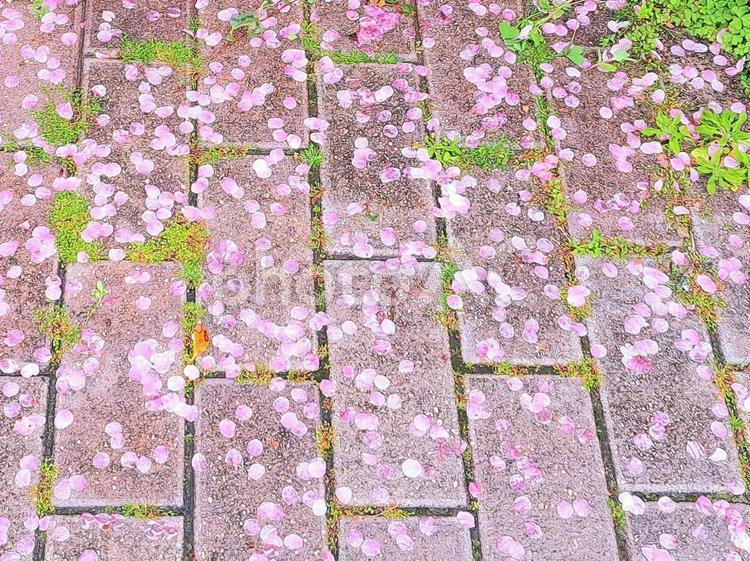 桜の花びら　散る 桜の花びら,落ちる,散るの写真素材