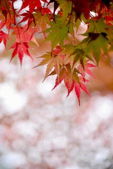 雨に濡れた紅葉 雨に濡れた紅葉の写真