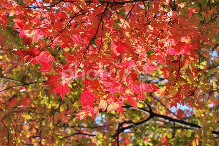紅葉 紅葉,赤,秋の写真素材