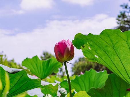 古代ハスのつぼみ6ー16の写真