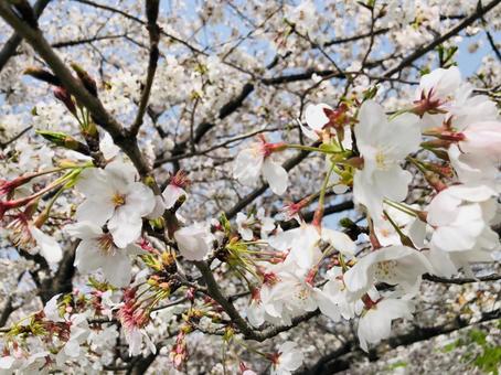 満開の桜の写真