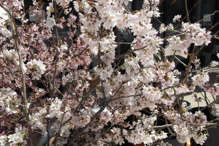 切り枝－桜－１ 広島県,広島市,安佐南区の写真素材