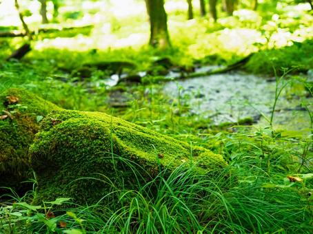In the forest, moss, grove, sunlight filtering through the trees, wetlands, JPG In the forest, moss, grove, sunlight filtering through the trees, wetlands, JPG