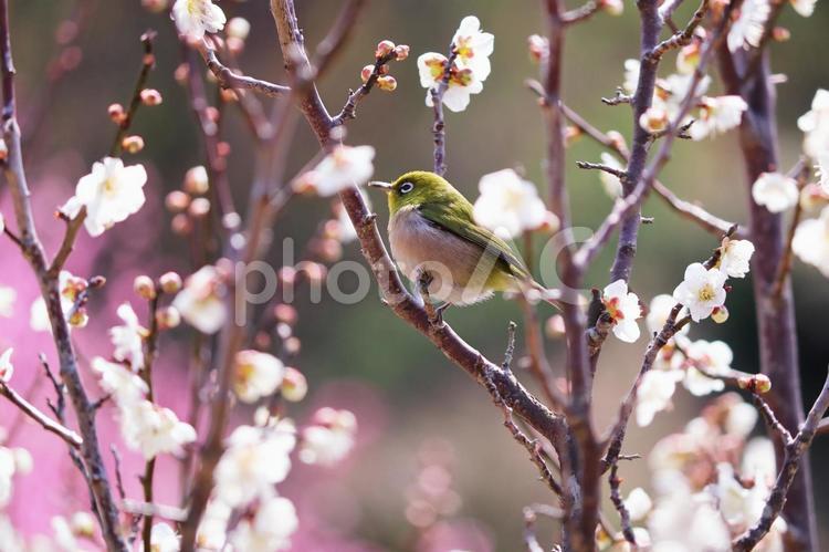 春の訪れを告げる梅の花とメジロ 春,鳥,メジロの写真素材