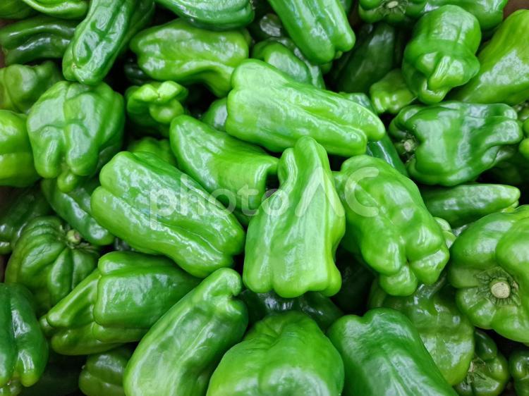 山積みになったたくさんのピーマン ピーマン,野菜,夏野菜の写真素材