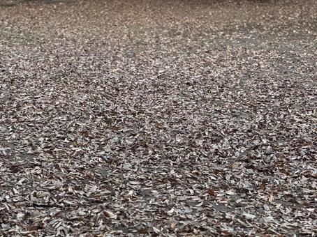 地面一面の落ち葉 落ち葉,枯れ葉,絨毯の写真素材