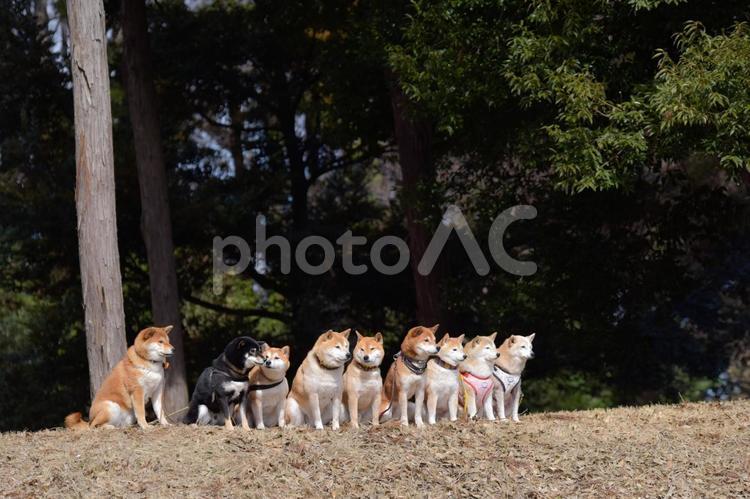 整列する柴犬 柴犬,シバイヌ,しばいぬの写真素材