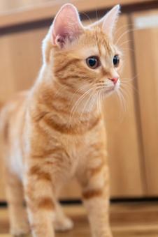 動物フォト 動物フォトの写真