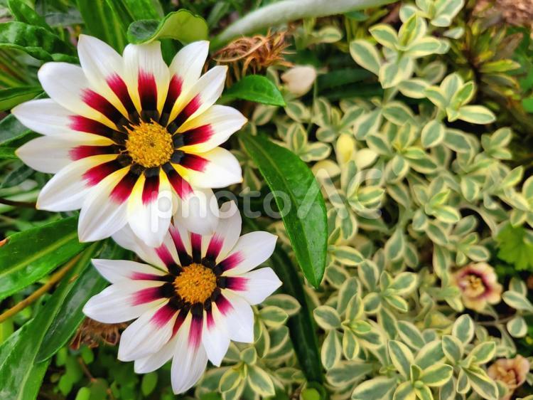 ガザニア　フレーム素材 ガザニア,花,植物の写真素材