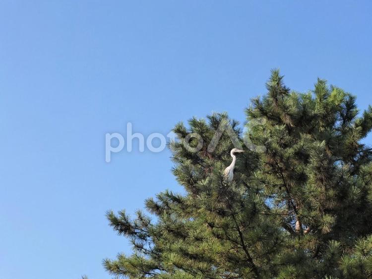 松の木のシラサギ 野鳥,鷺,サギの写真素材