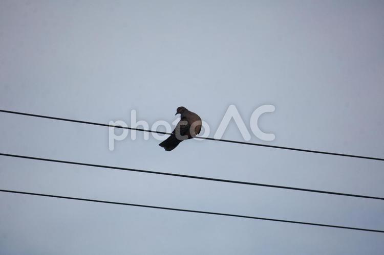 ぽぽぽぽぽぽ　その１ 鳩,野鳥,鳥の写真素材