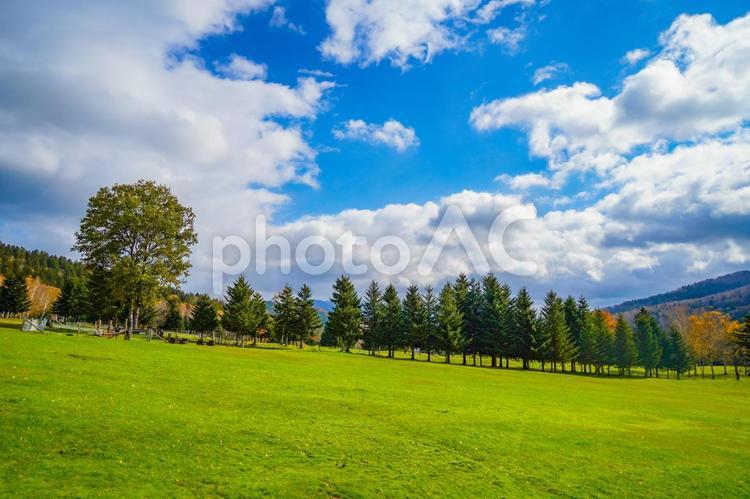 晴れた秋の風景 紅葉,木,青空の写真素材