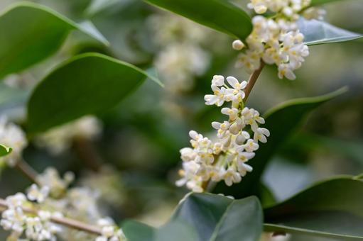 ヒイラギモクセイ ヒイラギモクセイ,木,枝の写真素材