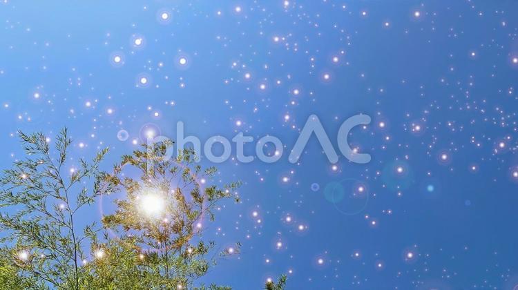 キラキラと光る夏の青空と木の葉 青空,キラキラ,木の写真素材