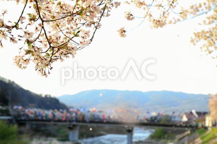 夕方の桜 桜,サクラ,さくらの写真素材