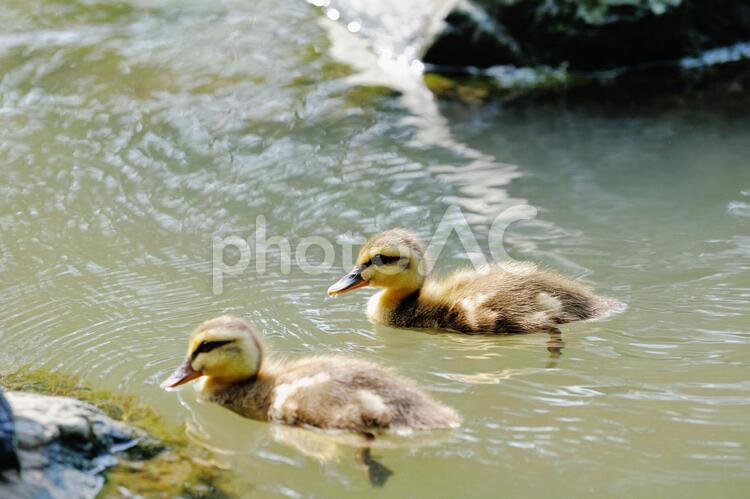 水面で餌をさがすカルガモのひな カルガモ,ひな,野鳥の写真素材