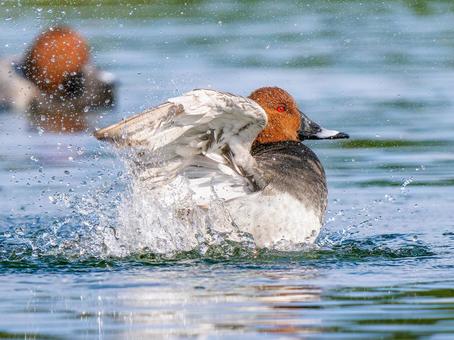 池で羽ばたくホシハジロ・カモ・鴨 ホシハジロ,鴨,野鳥の写真素材