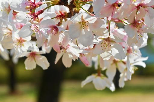 Somei-Yoshino cherry blossom petals, JPG