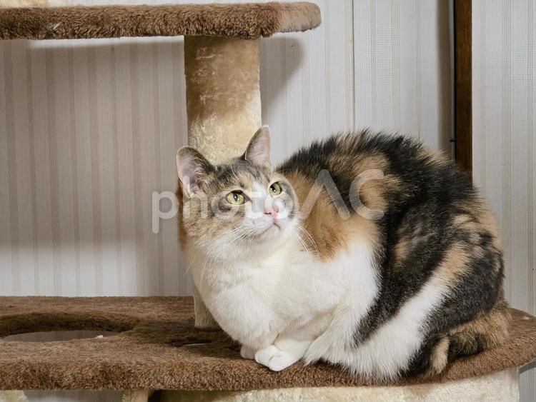 キャットタワーの上の猫 猫,ネコ,三毛猫の写真素材