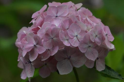 紫陽花 紫陽花,装飾花,ピンクの写真素材
