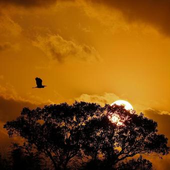 sunset bird, mùa thu, vào lúc chạng vạng, phong cảnh, JPG