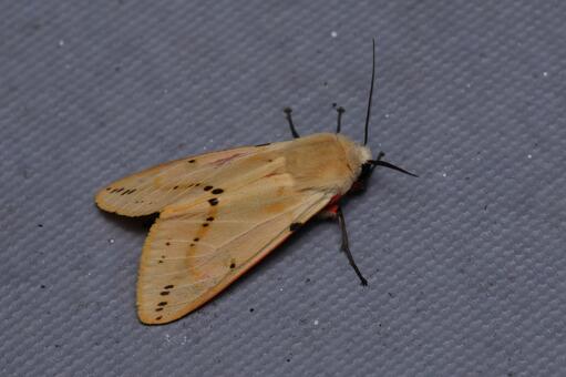 スジモンヒトリ スジモンヒトリ,ヒトリガ,蛾の写真素材