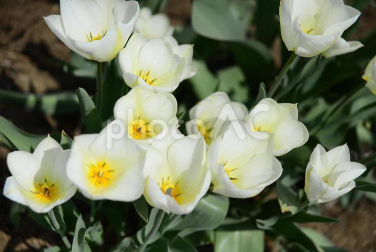 白いチューリップ チューリップ,花,花壇の写真素材