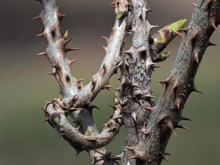 ハリギリの芽 棘,ハリギリの芽,トゲの写真素材