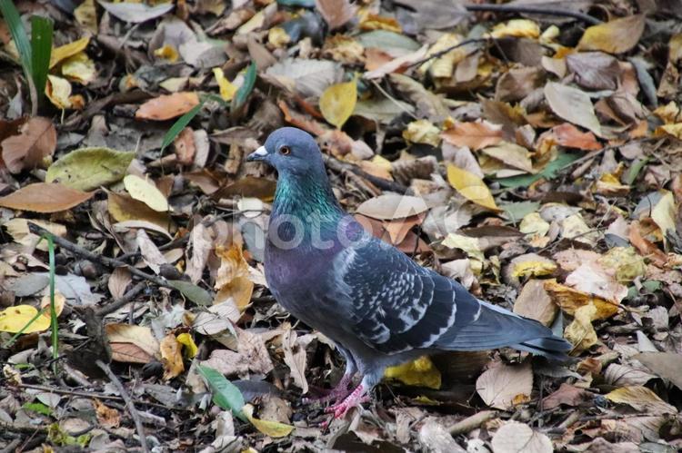 落ち葉の上に佇むハト はと,ハト,鳩の写真素材