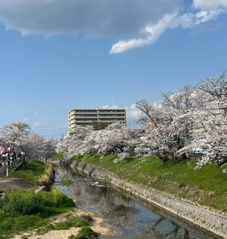 Photo, takada 1000 sakura, sakura, cherry blossoms, 