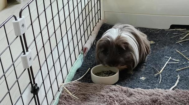 ごはん中のモルモット モルモット,足の爪,足の写真素材