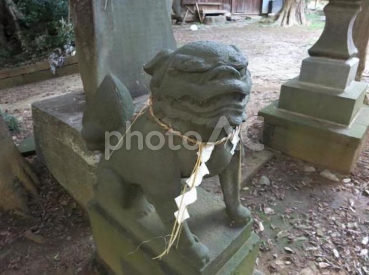 千葉　流山の赤城神社　2 狛犬,千葉,流山の写真素材