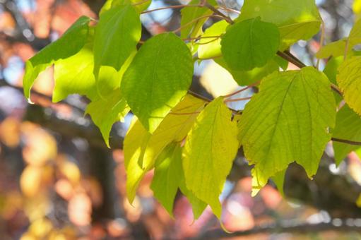 秋の緑の葉 木漏れ日,葉,葉っぱの写真素材