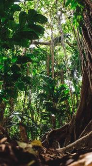 瑞々しい熱帯植物の群れ 瑞々しい熱帯植物の群れの写真