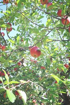 りんご りんご,秋,フルーツの写真素材