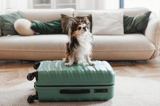 A Chihuahua standing on a suitcase, looking into the distance, dog, chihuahuasa, sofa, JPG