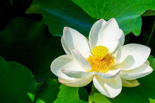 大輪の蓮の花 大輪の蓮の花 蓮の花,大輪,ピンクの花の写真素材