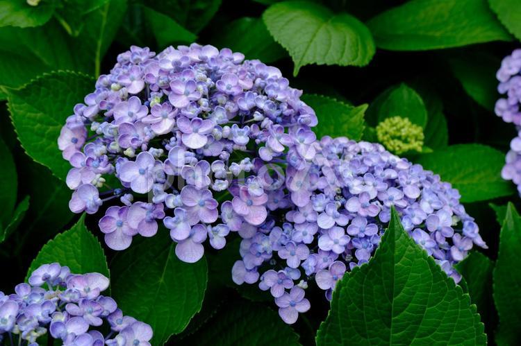 オタフクアジサイ（紫） 紫陽花,オタフクアジサイ,ウズアジサイの写真素材