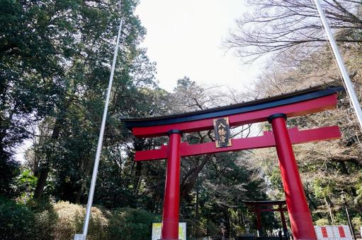 永福稲荷神社の入口風景 永福稲荷神社の入口風景 鳥居,神社,東京の写真素材