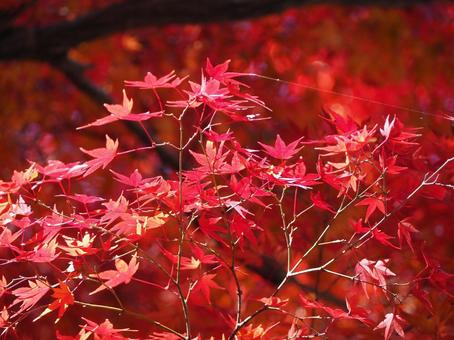 秋の天覧山の紅葉・深紅の楓・埼玉県飯能市 秋の天覧山の紅葉・深紅の楓・埼玉県飯能市 天覧山,紅葉,深紅の写真素材