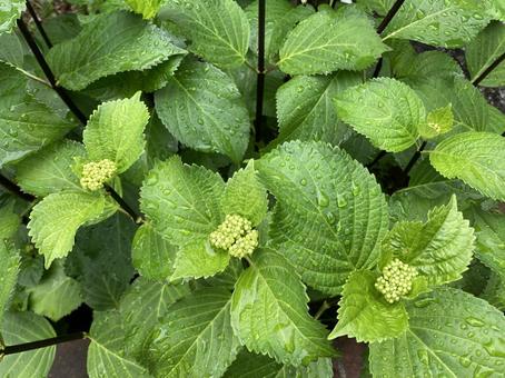 Hydrangea buds after the rain, JPG Hydrangea buds after the rain, JPG