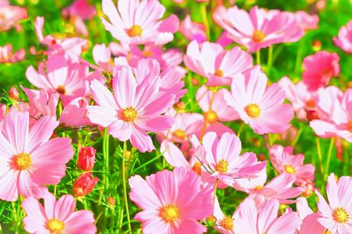 秋の日差しを受ける満開のコスモスの群生 秋の日差しを受ける満開のコスモスの群生 植物,花,コスモスの写真素材