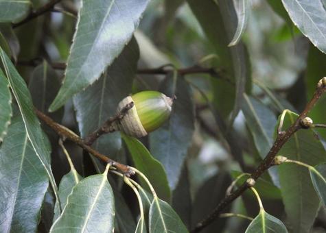 緑のドングリ ドングリ,緑のドングリ,樹木の写真素材