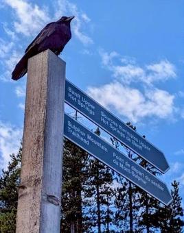 バンフ国立公園　英語の標識とカラス カナダ,観光,旅行の写真素材
