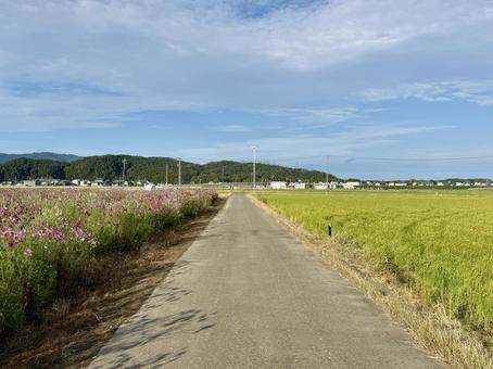 福井県 曇り空と宮ノ下コスモス公苑 福井県 曇り空と宮ノ下コスモス公苑 福井県,宮ノ下コスモス公苑,曇りの写真素材