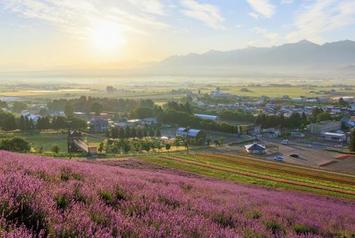 早朝のラベンダー畑 早朝のラベンダー畑 ラベンダー,早朝,中富良野町の写真素材