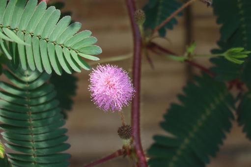 緑の葉と枝先のピンクのオジギソウの花 緑の葉と枝先のピンクのオジギソウの花の写真